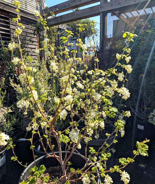 Ribes sanguineum 'White Icicle' COPF