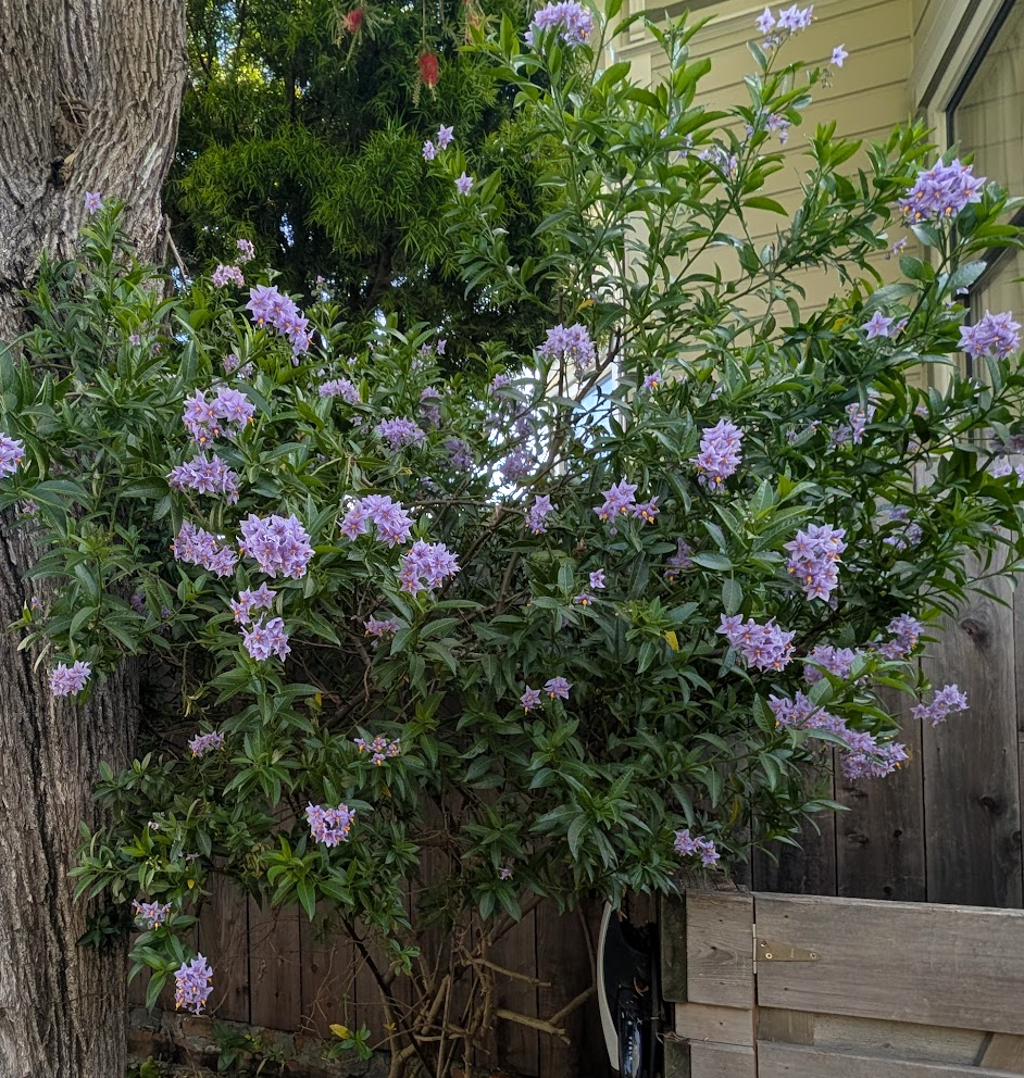 Solanum crispum 'Glasnevin'