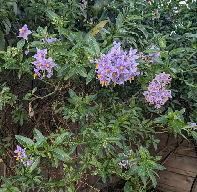 Solanum crispum 'Glasnevin'