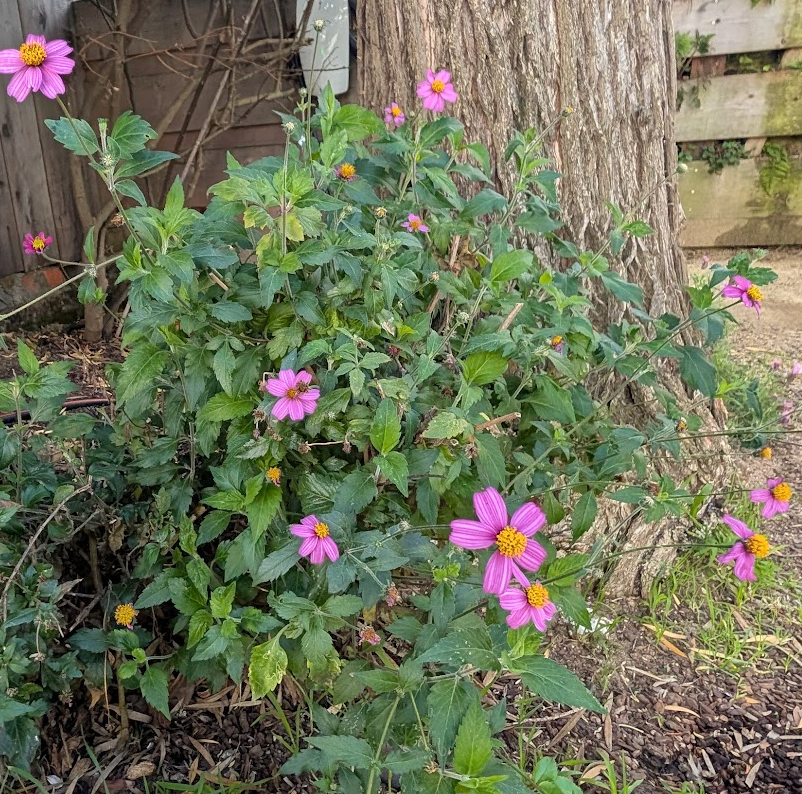Bidens 'Madame Ganna Walska'
