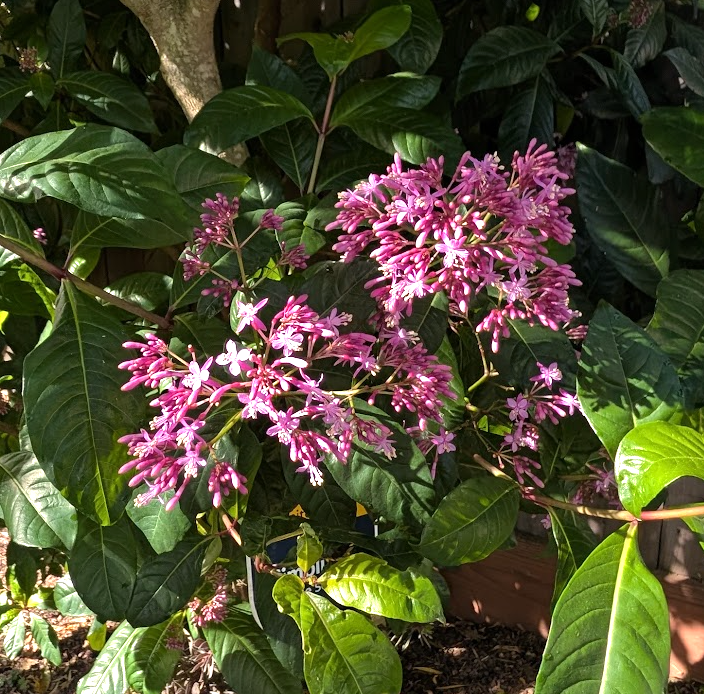 Fuchsia arborescens