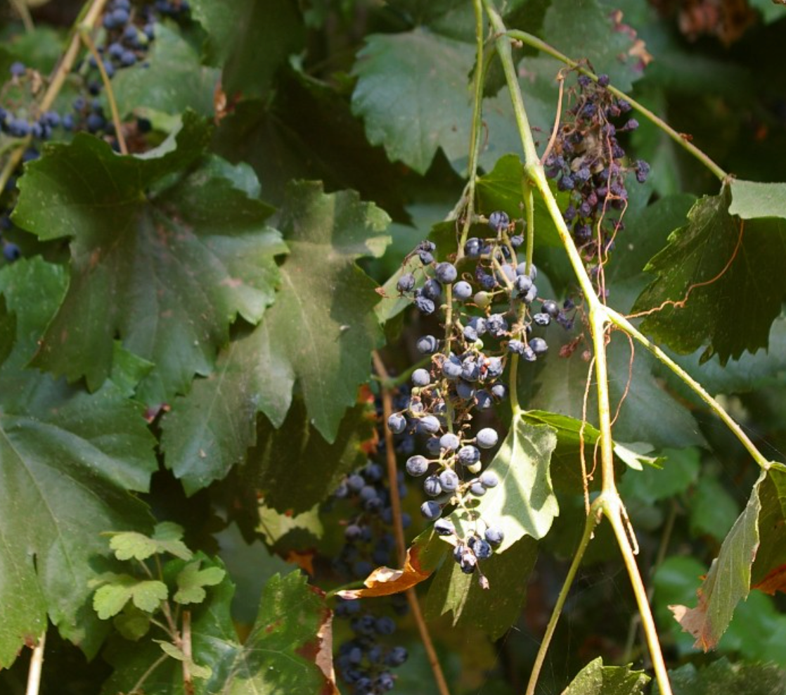 Vitis californica
