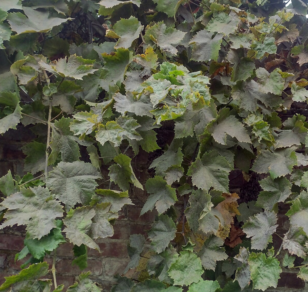 Vitis californica