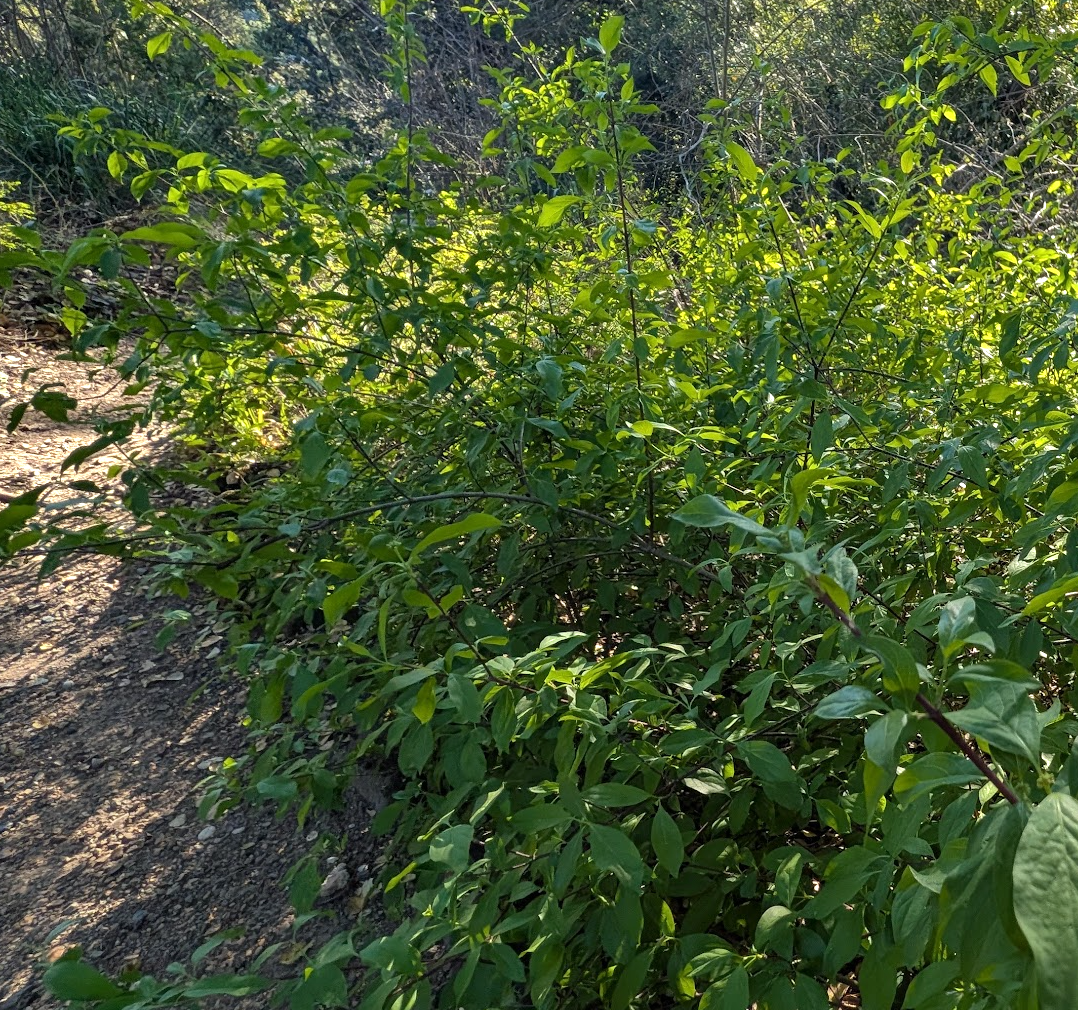 Cornus glabrata