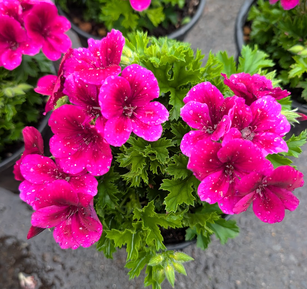 Pelargonium 'Candy Flowers Violet'