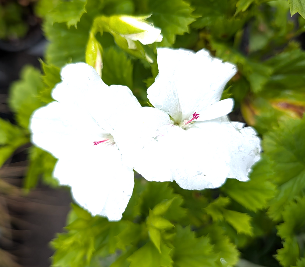 Pelargonium grandiflorum 'Aristo White'
