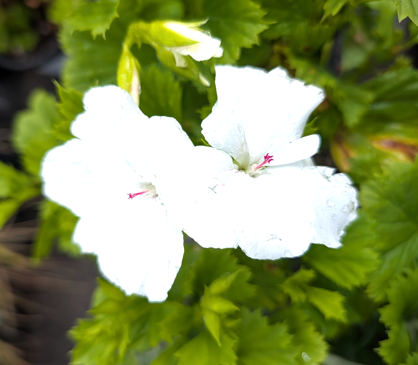 Pelargonium grandiflorum 'Aristo White'