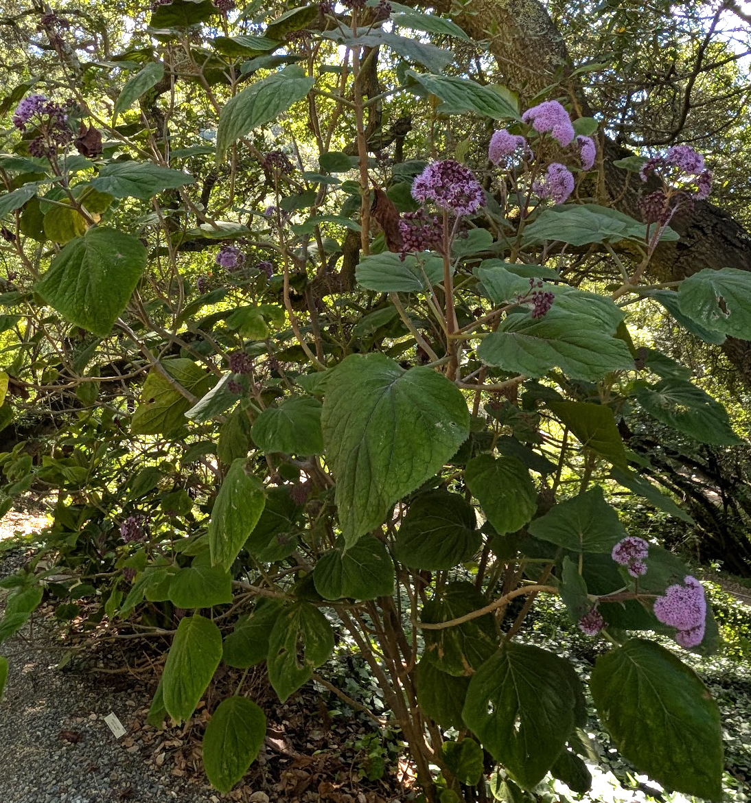 Bartlettina sordida