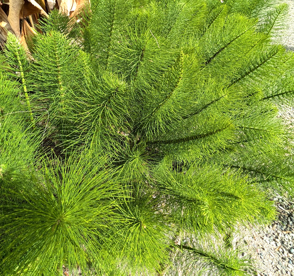 Equisetum arvense