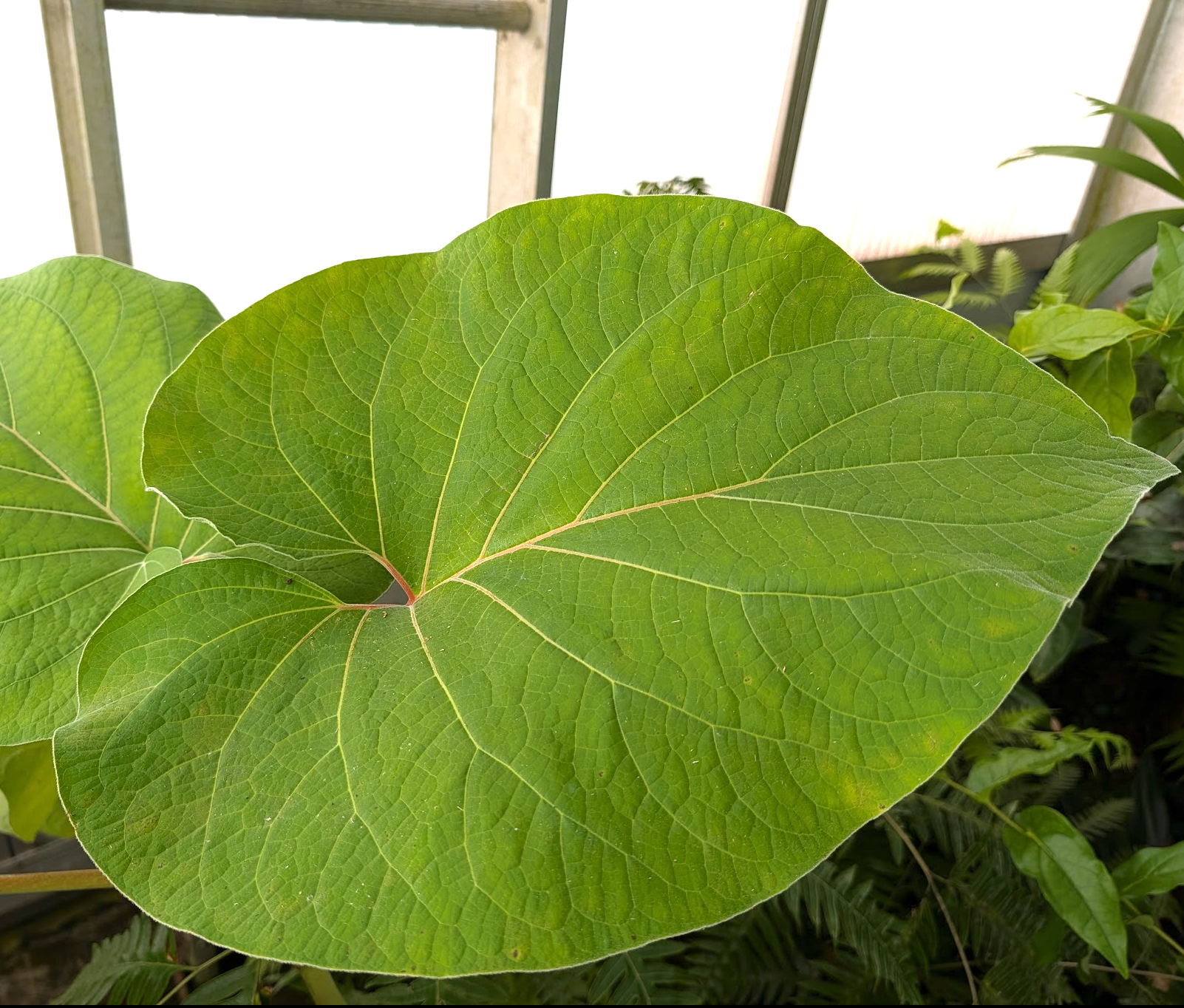Piper auritum