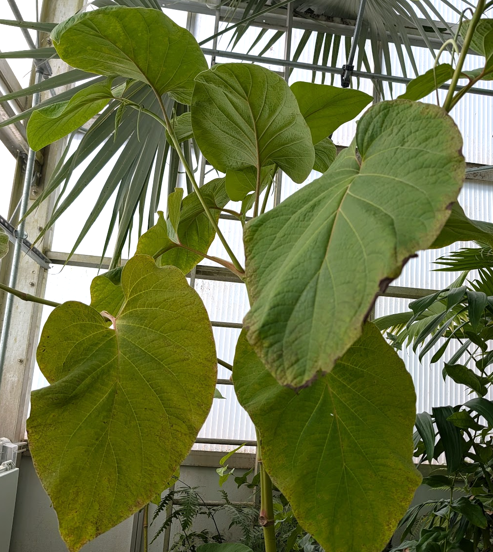 Piper auritum
