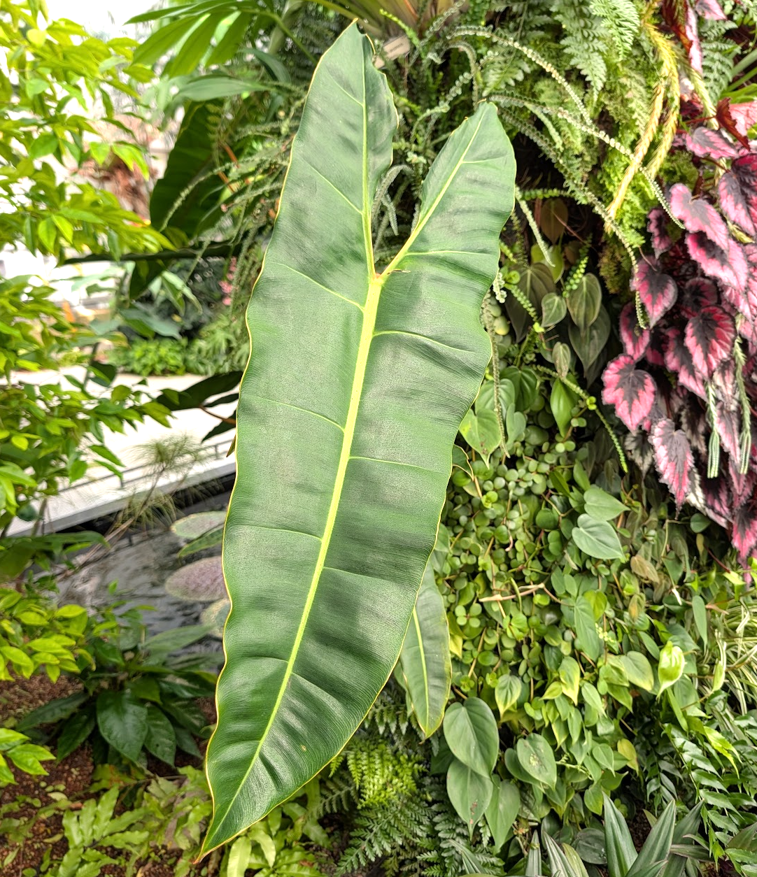Philodendron billietiae