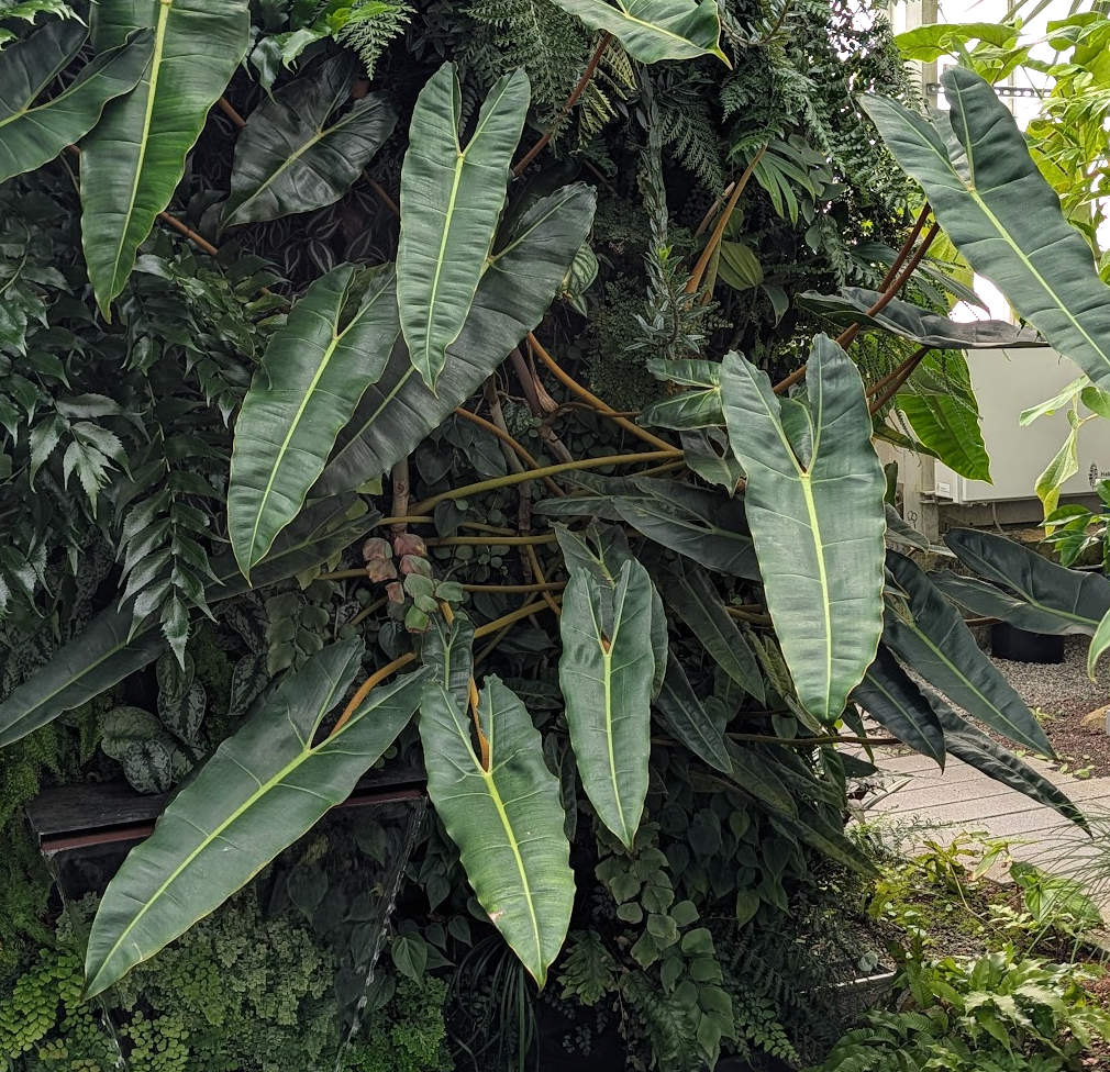 Philodendron billietiae