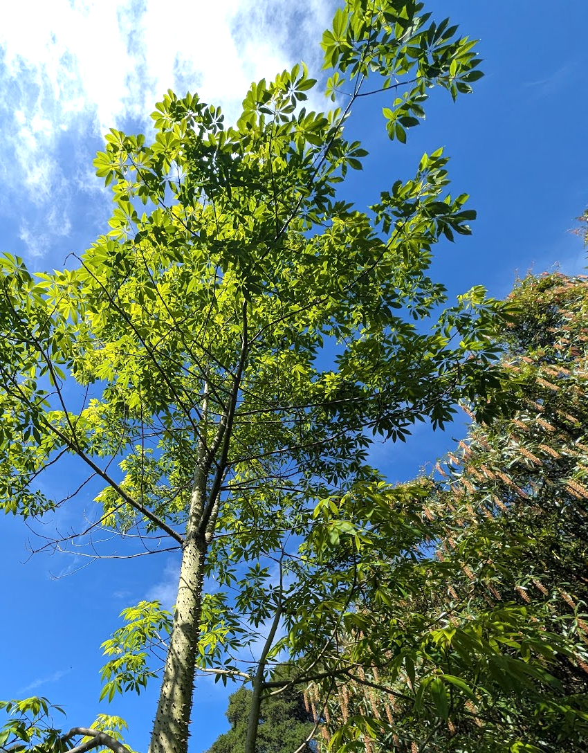 Ceiba (Chorisia) speciosa