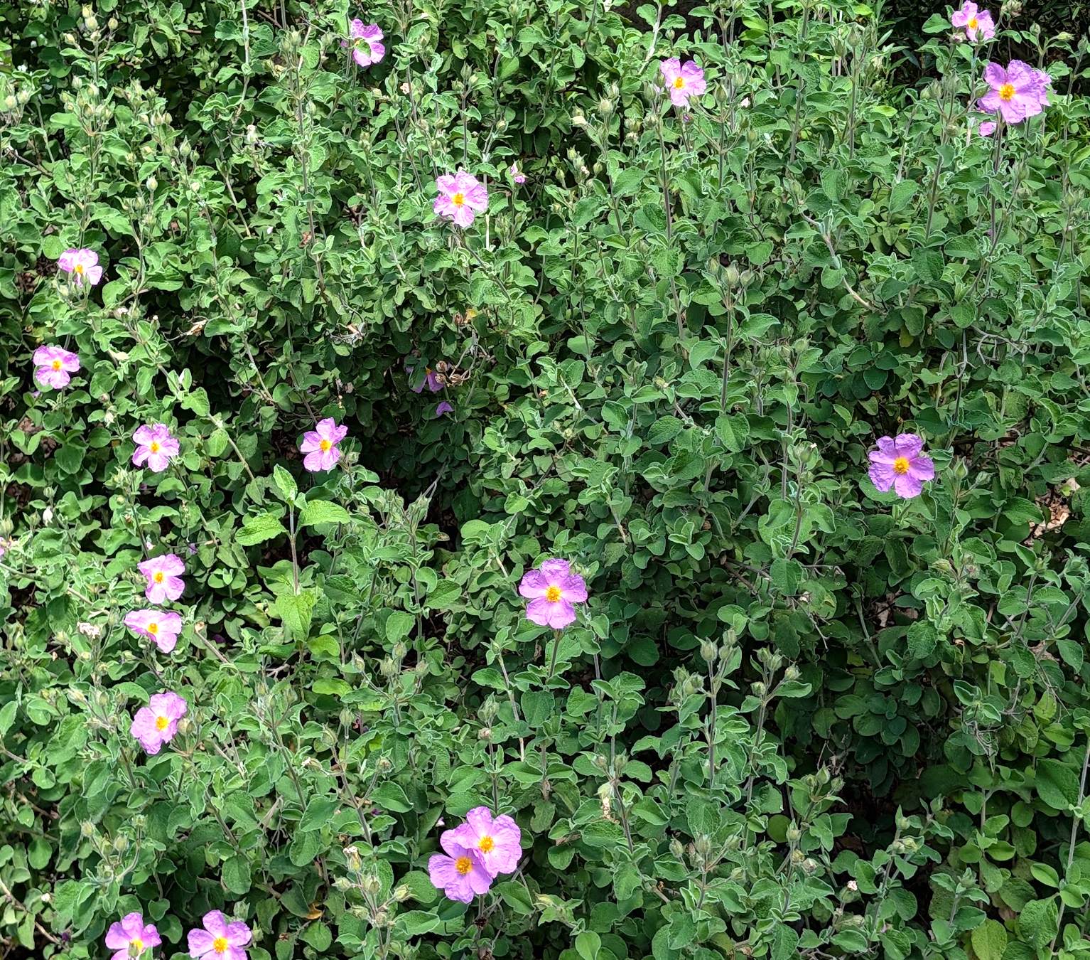 Cistus incanus