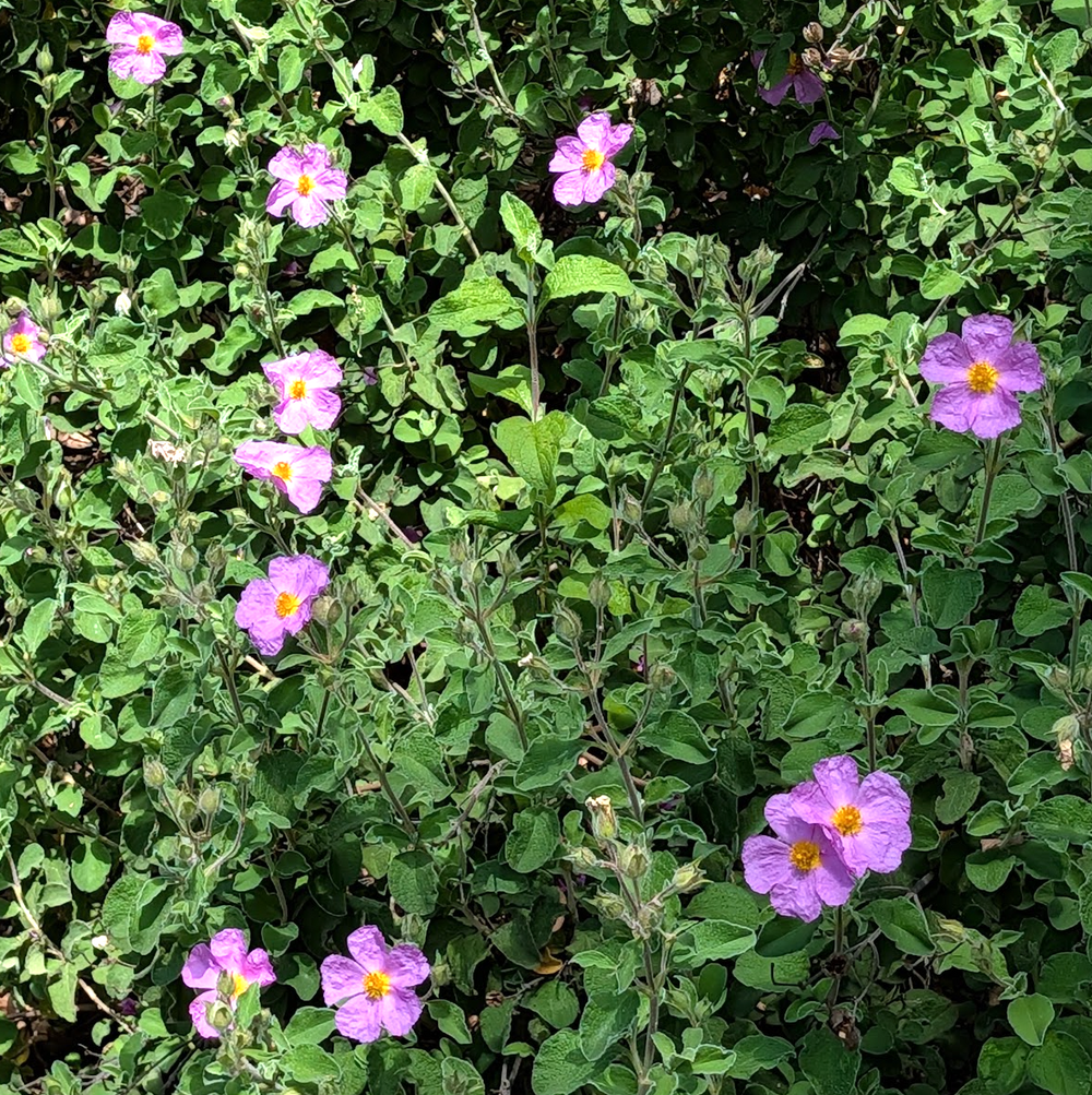 Cistus incanus
