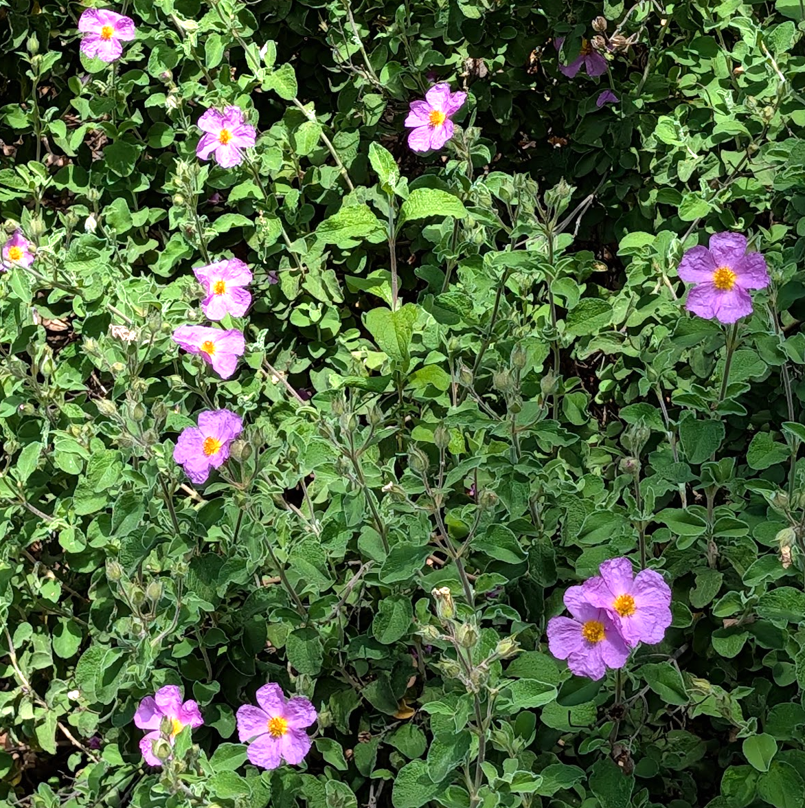 Cistus incanus
