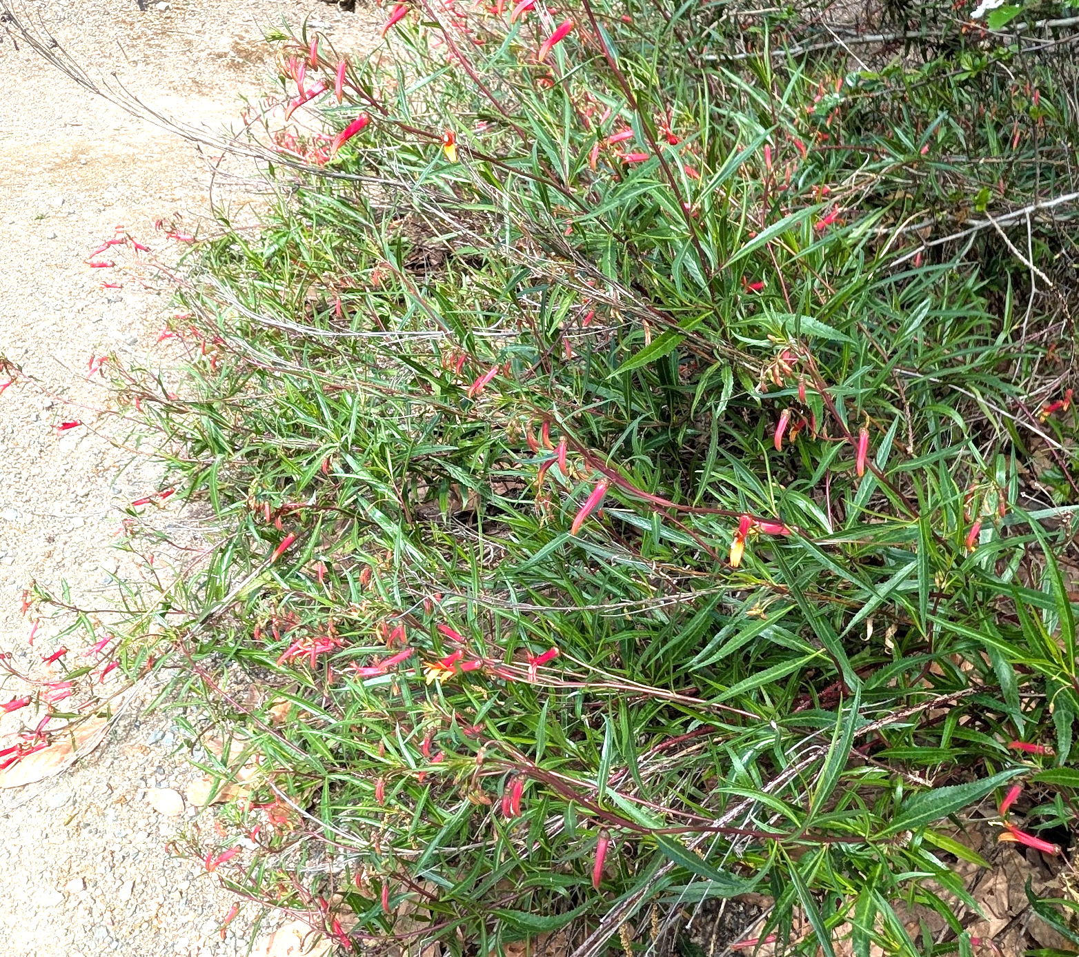 Lobelia laxiflora