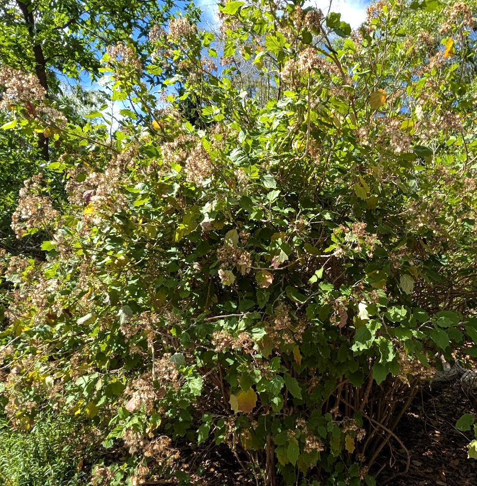 Roldana (Senecio) aschenborniana