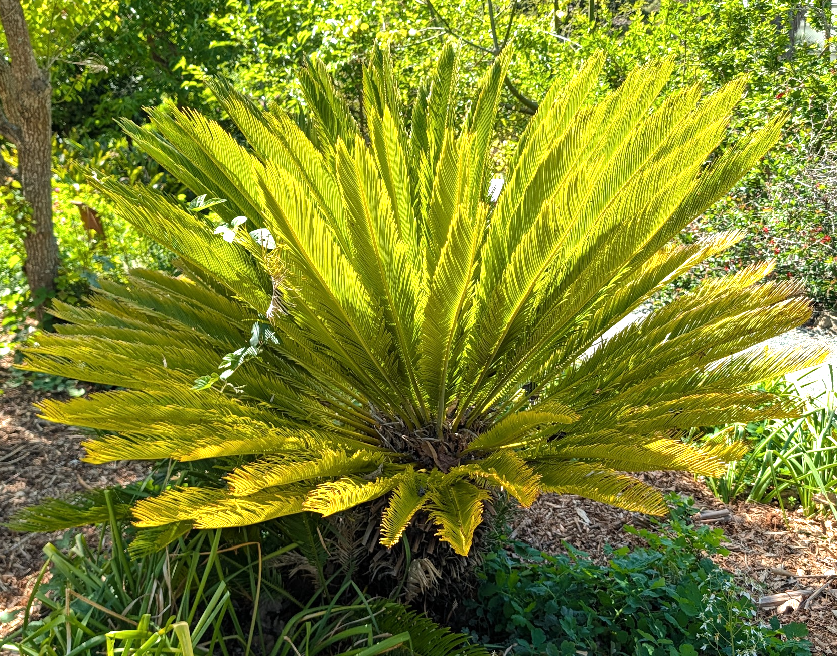 Cycas revoluta