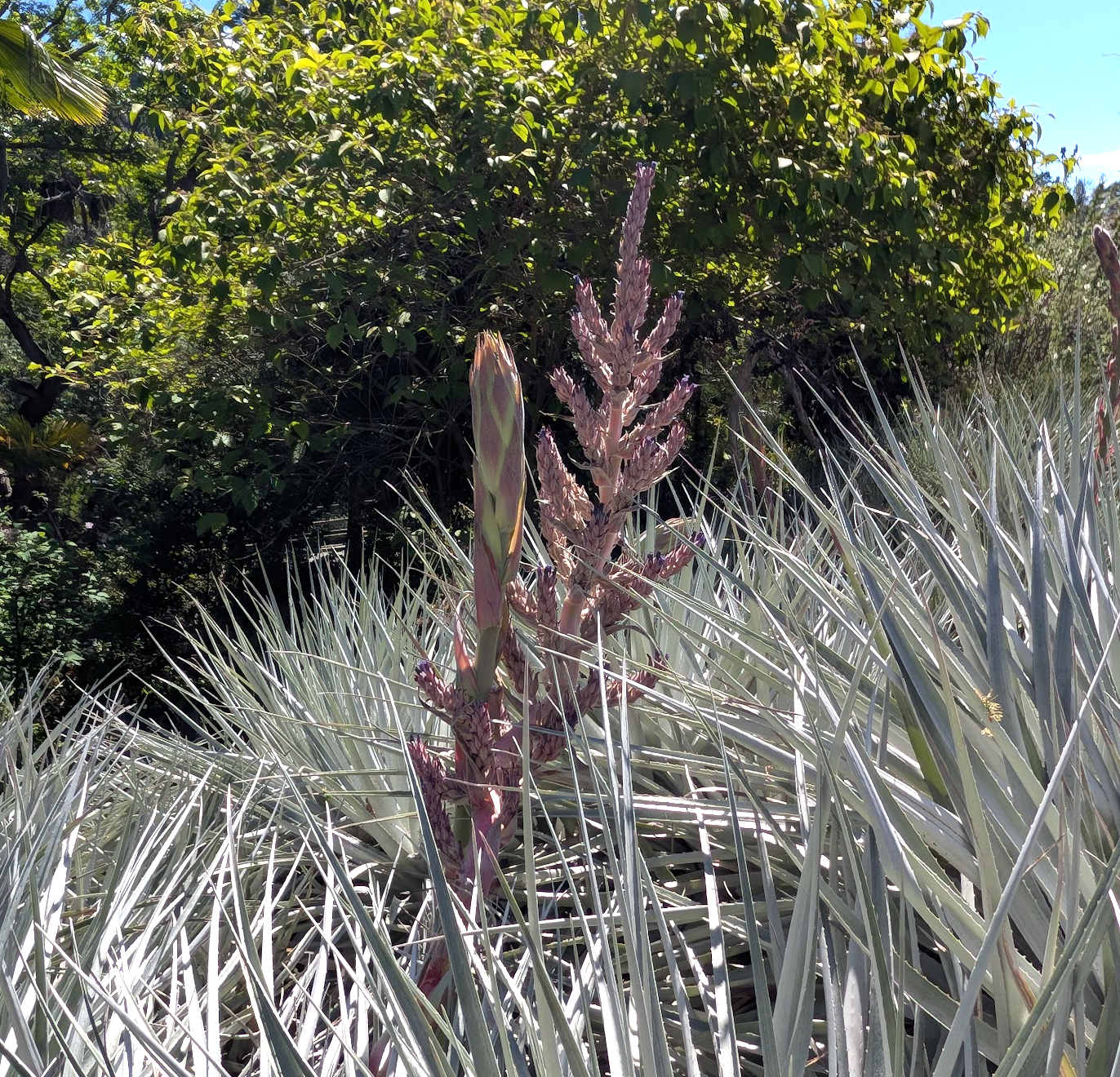 Puya venusta