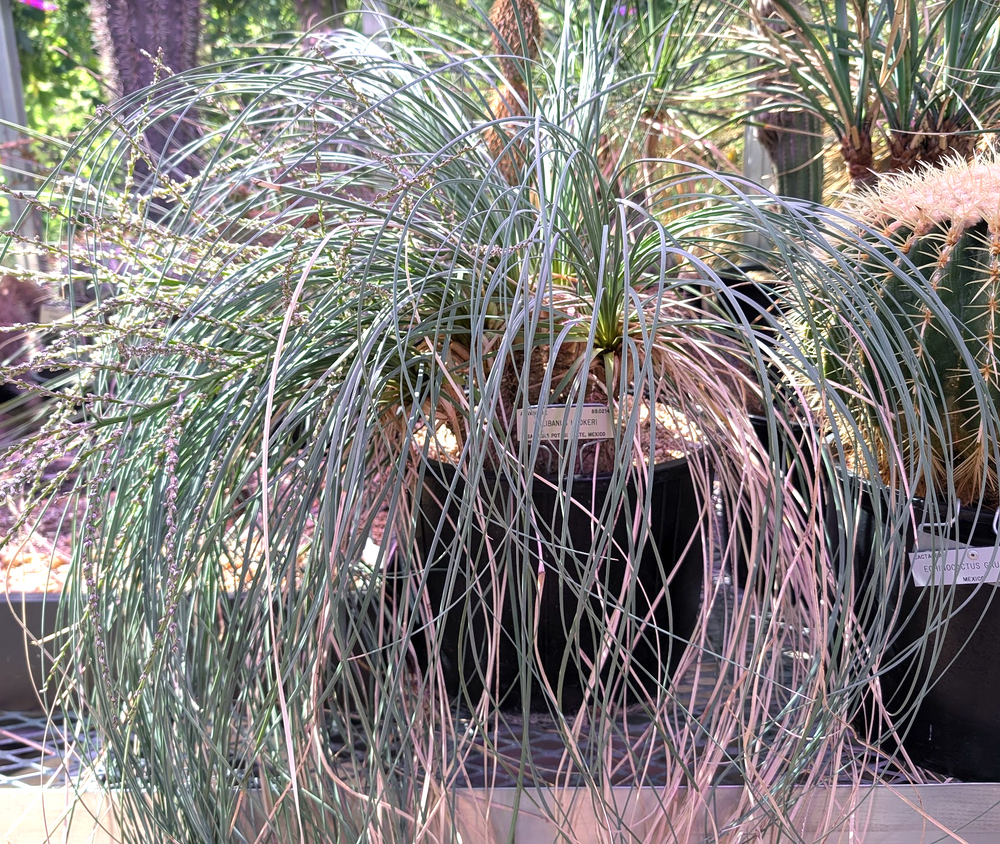 Calibanus hookeri