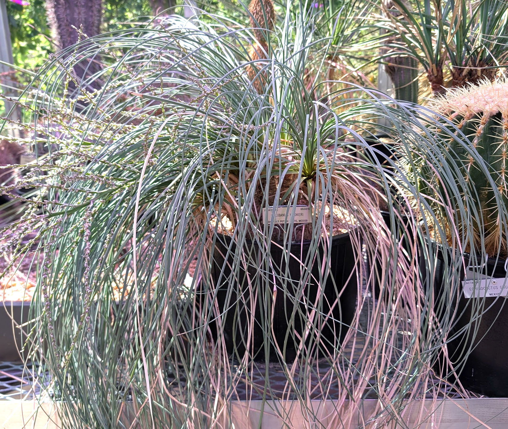 Calibanus hookeri