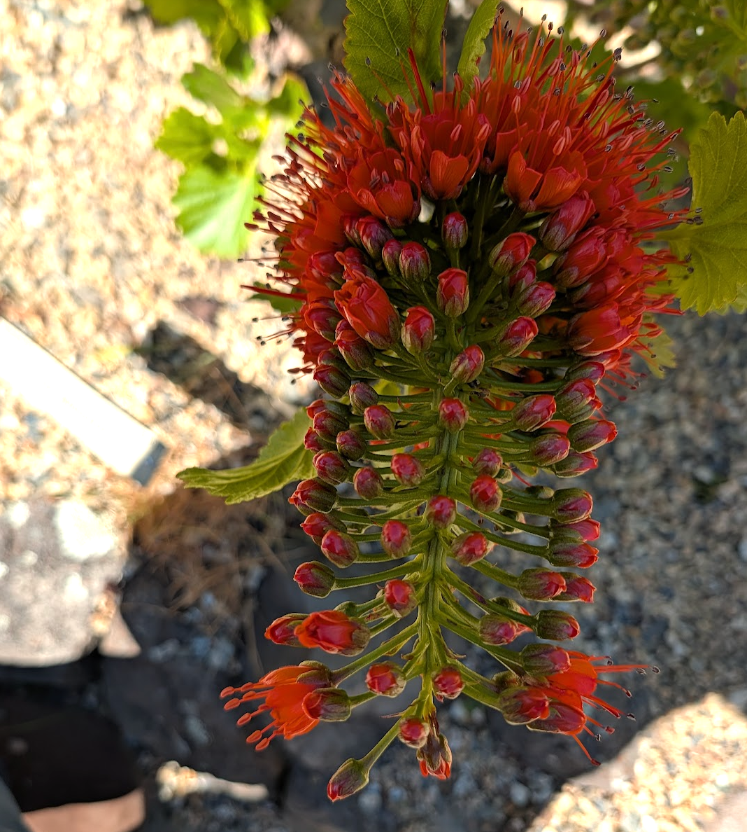 Greyia sutherlandii