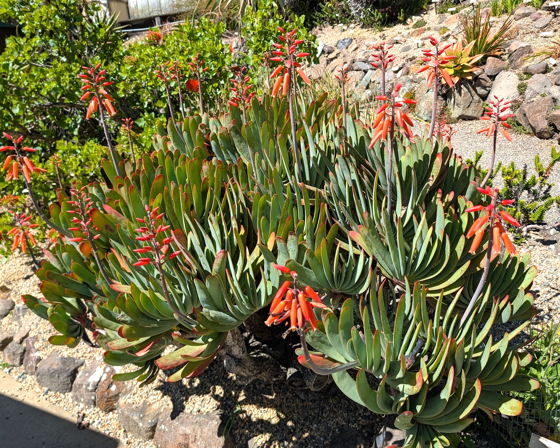 Aloe plicatilis