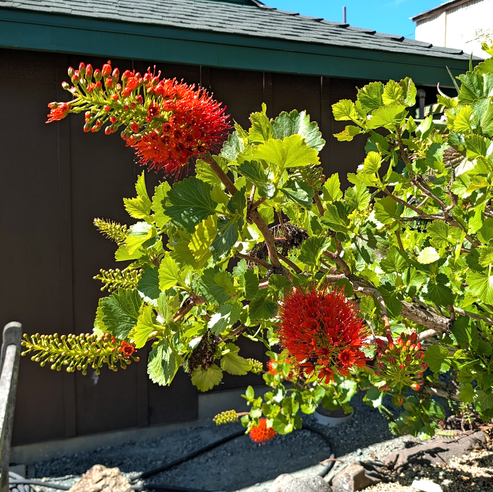 Greyia sutherlandii