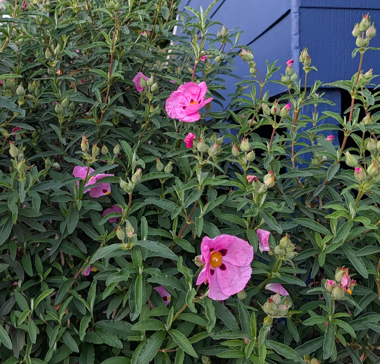 Cistus purpureus 'Pink Satin'