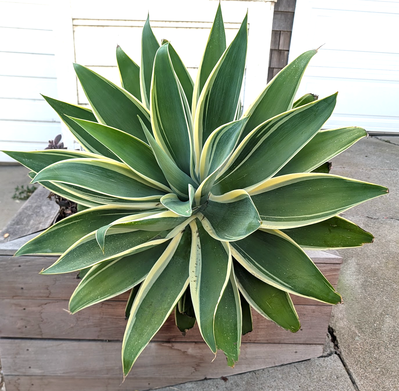 Agave attenuata 'Ray of Light'