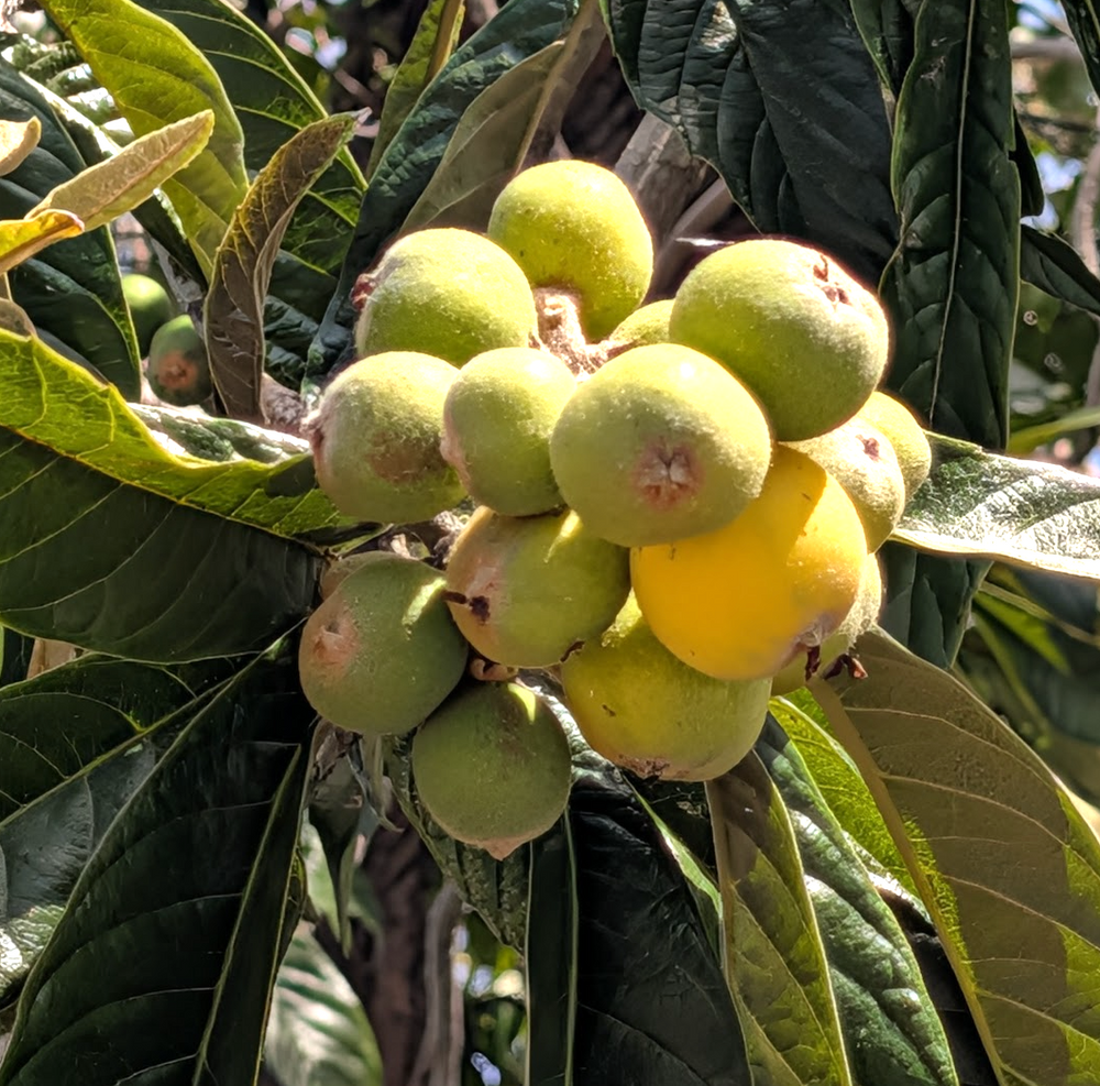 Loquat 'Big Jim'