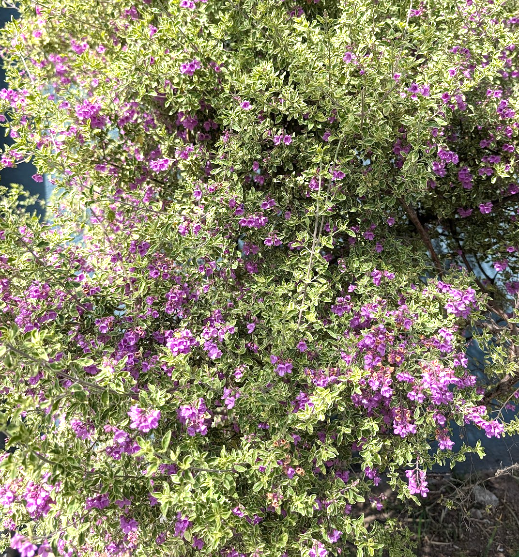 Prostanthera ovalifolia 'Variegata'