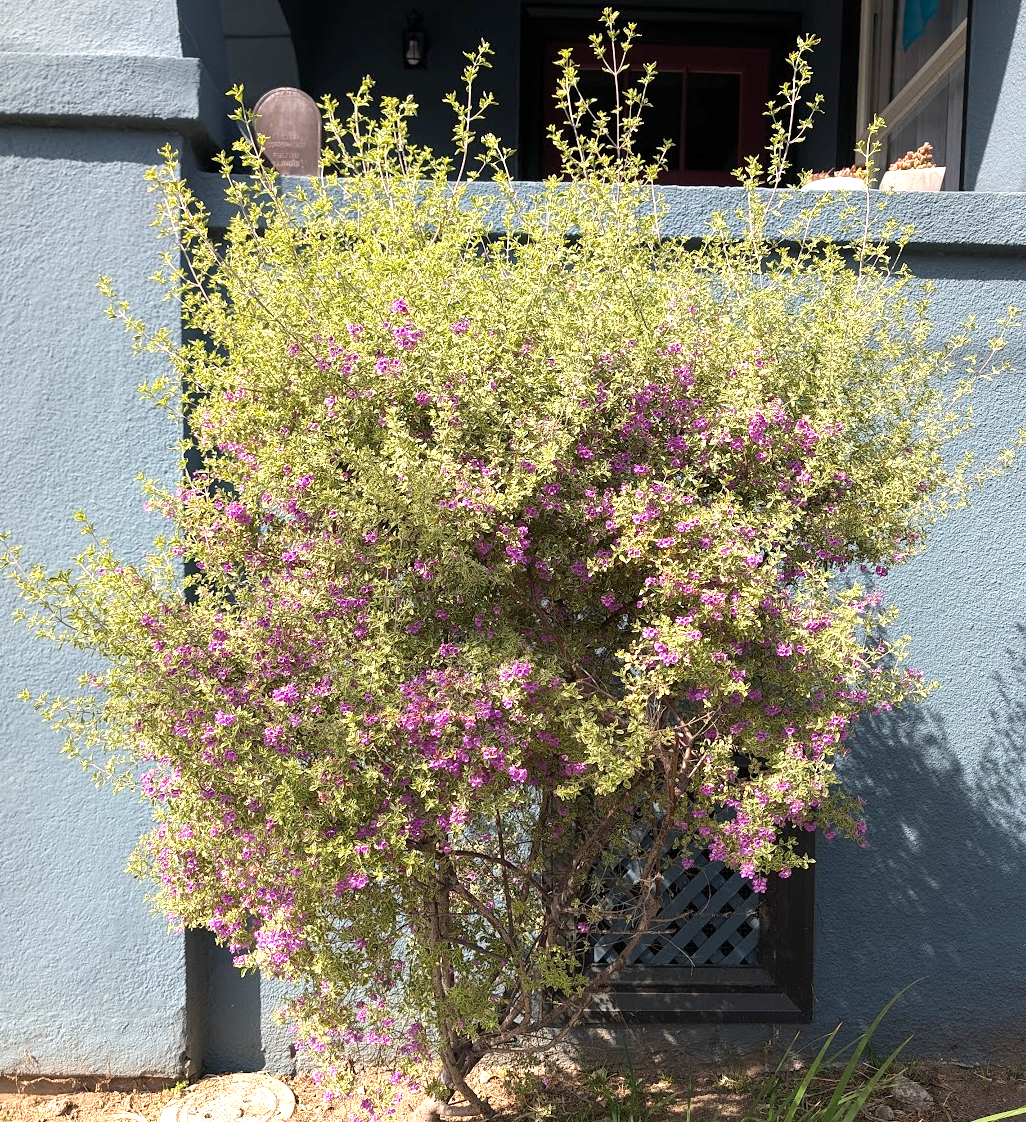 Prostanthera ovalifolia 'Variegata'