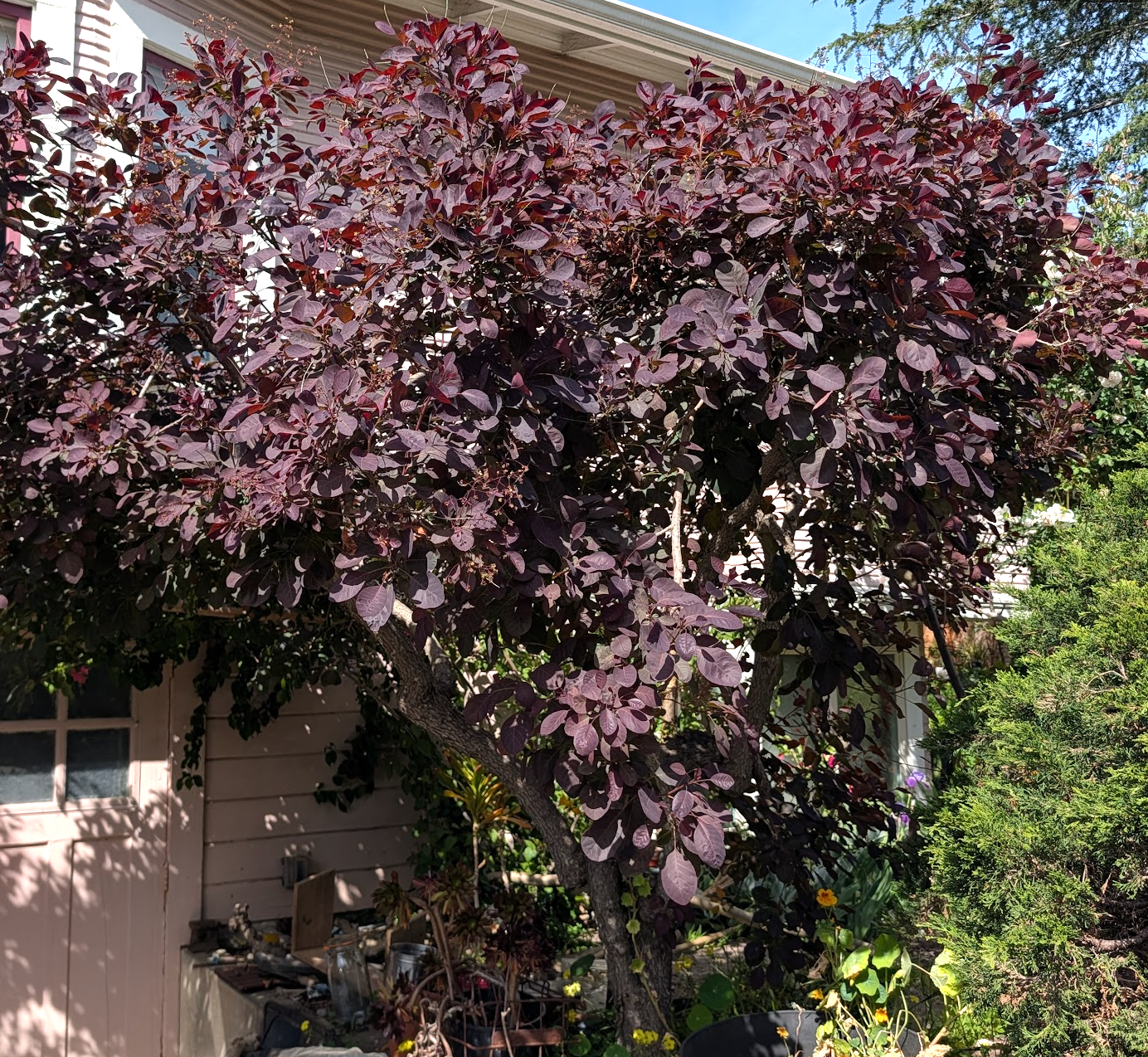 Cotinus coggygria 'Royal Purple'