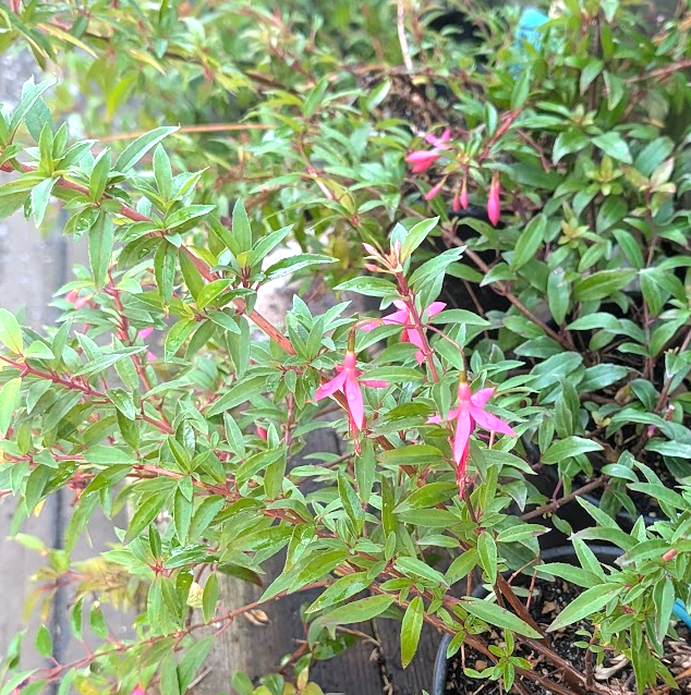 Fuchsia 'Del Campo Glazion'