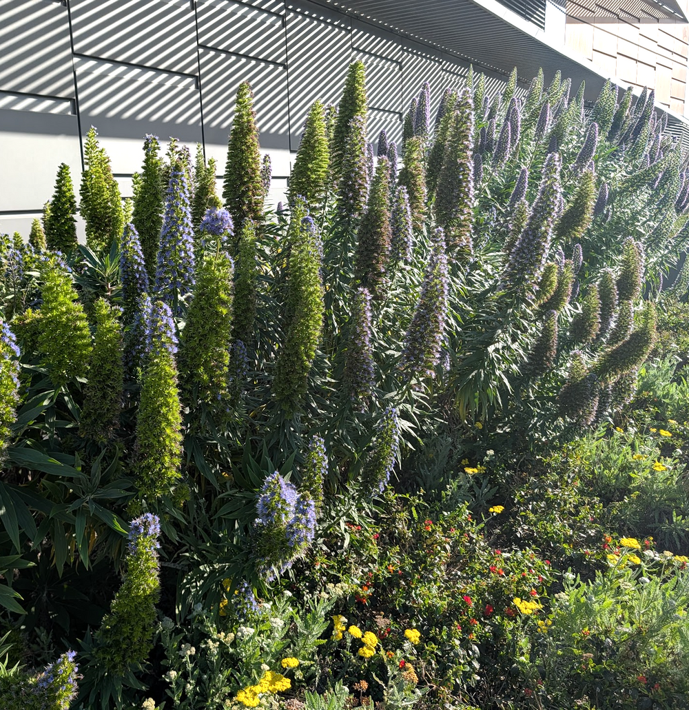 Echium fastuosum (candicans)