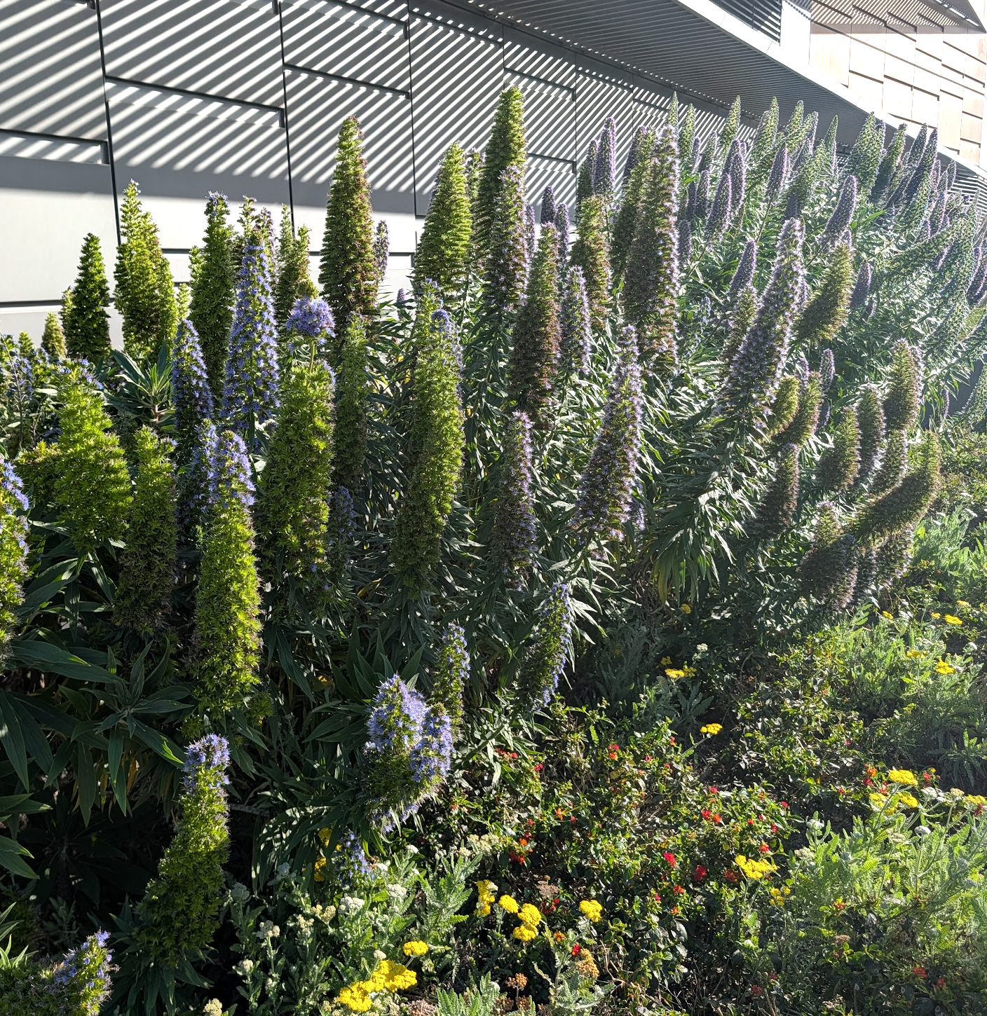 Echium fastuosum (candicans)