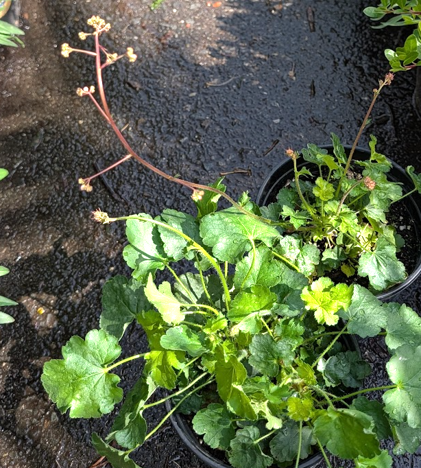 Heuchera micrantha 'Martha Roderick'
