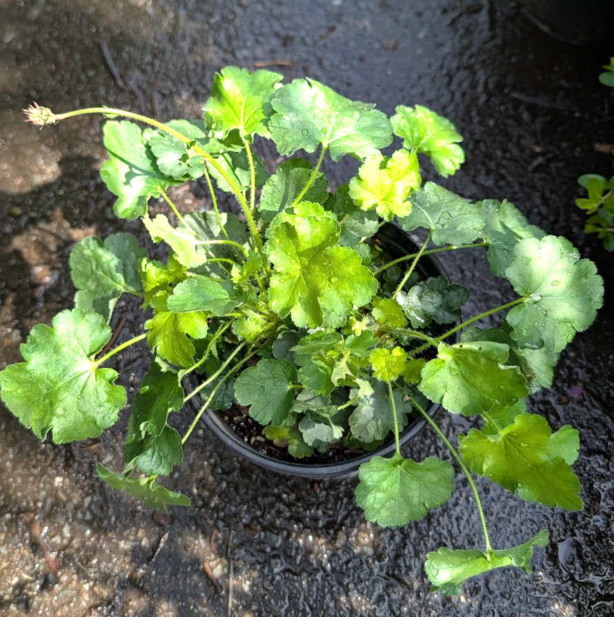 Heuchera micrantha 'Martha Roderick'