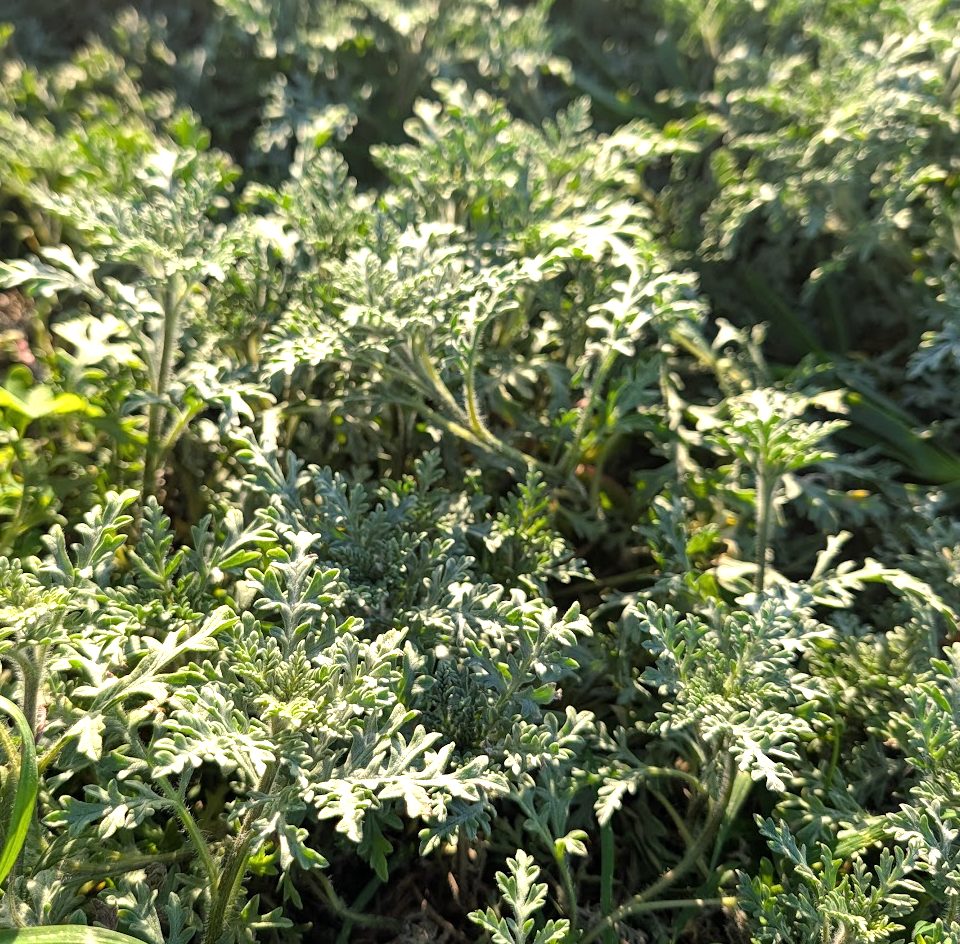 Ambrosia chamissonis