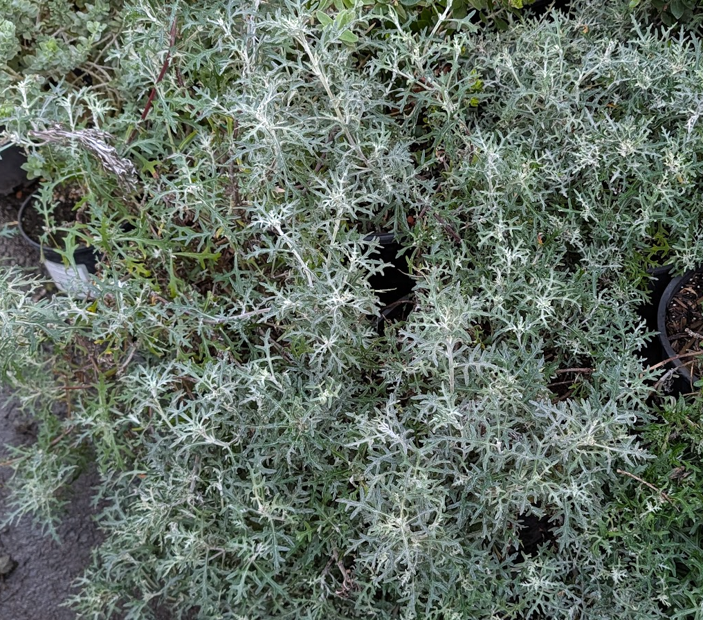 Eriophyllum staechadifolium
