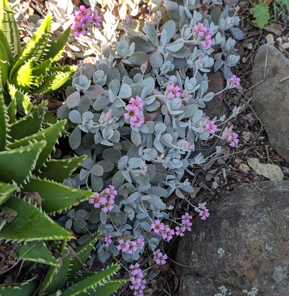 Kalanchoe pumila