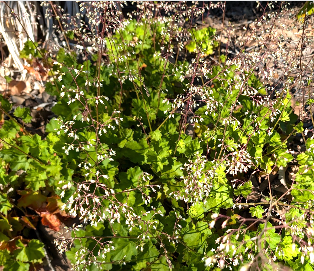 Heuchera maxima