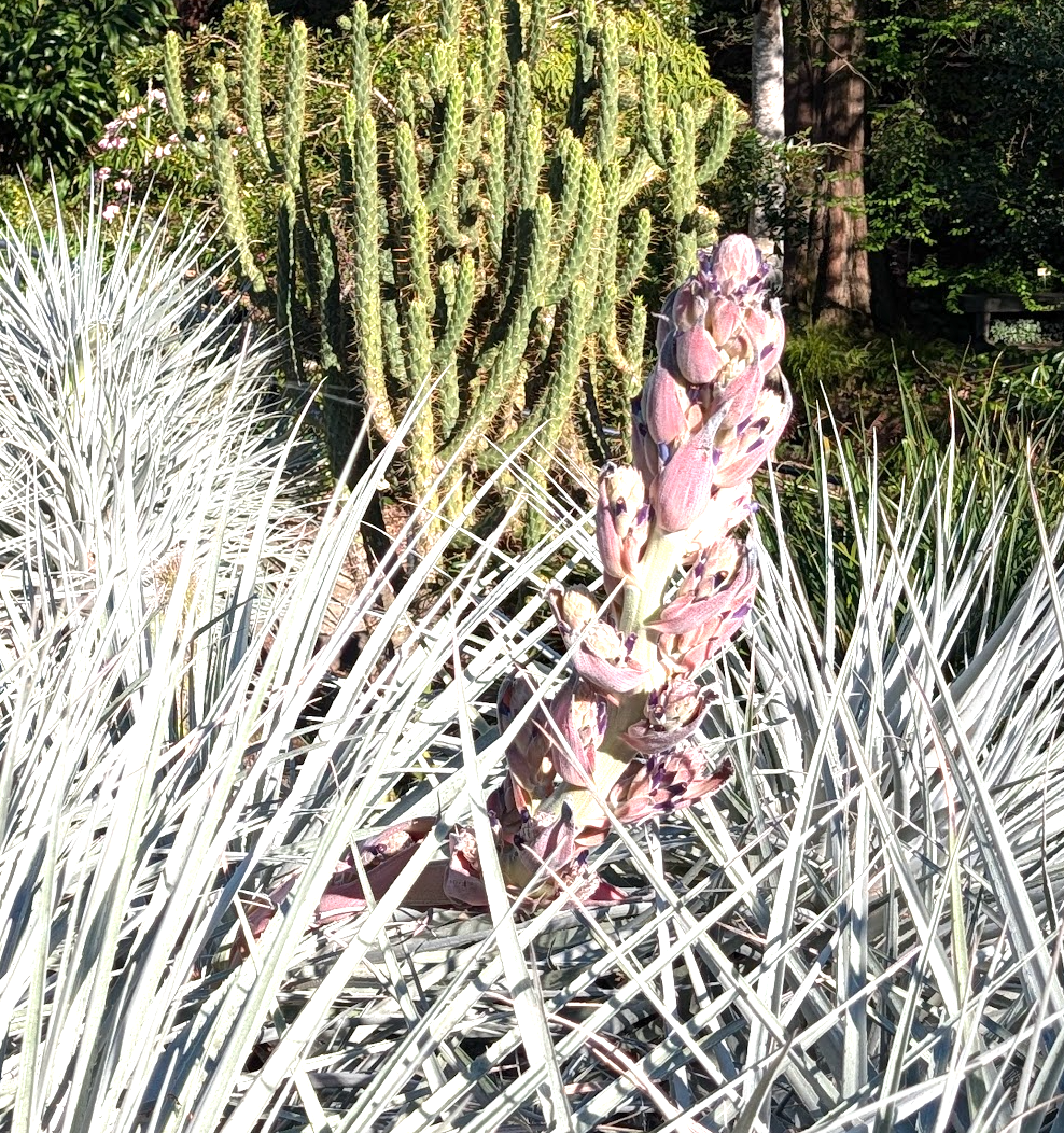 Puya venusta