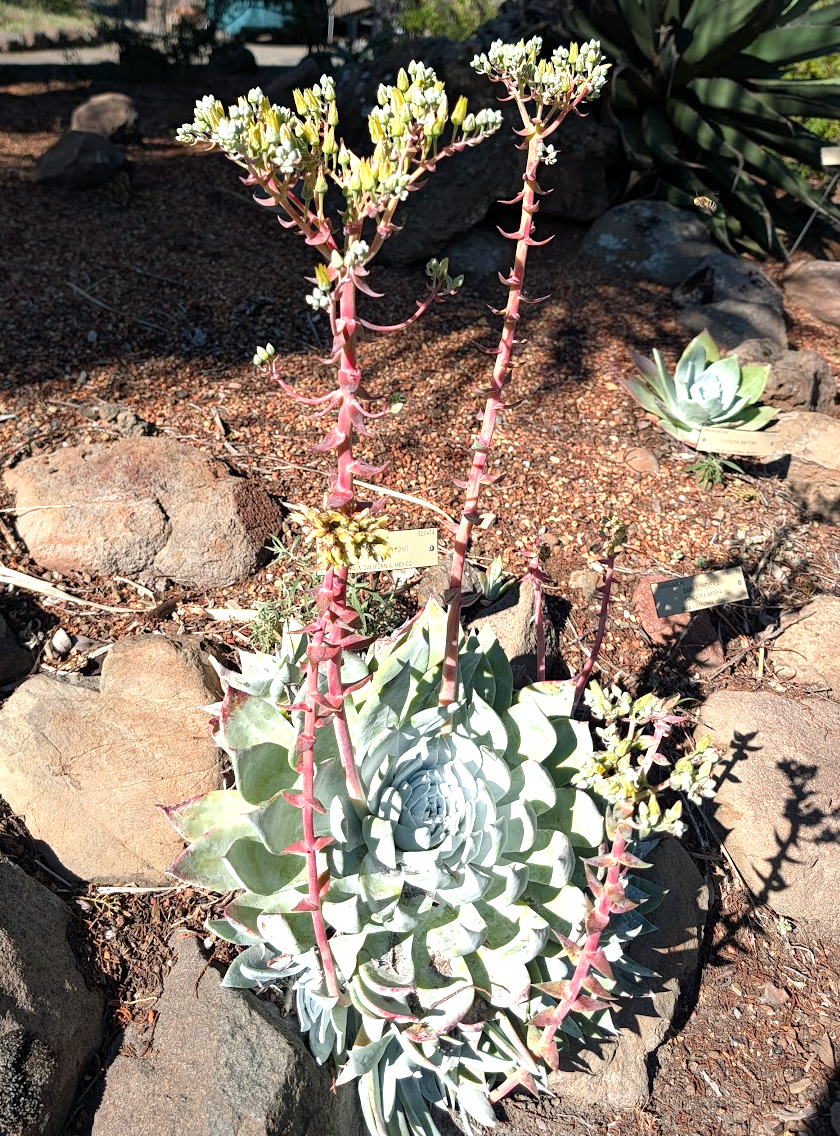 Dudleya brittonii