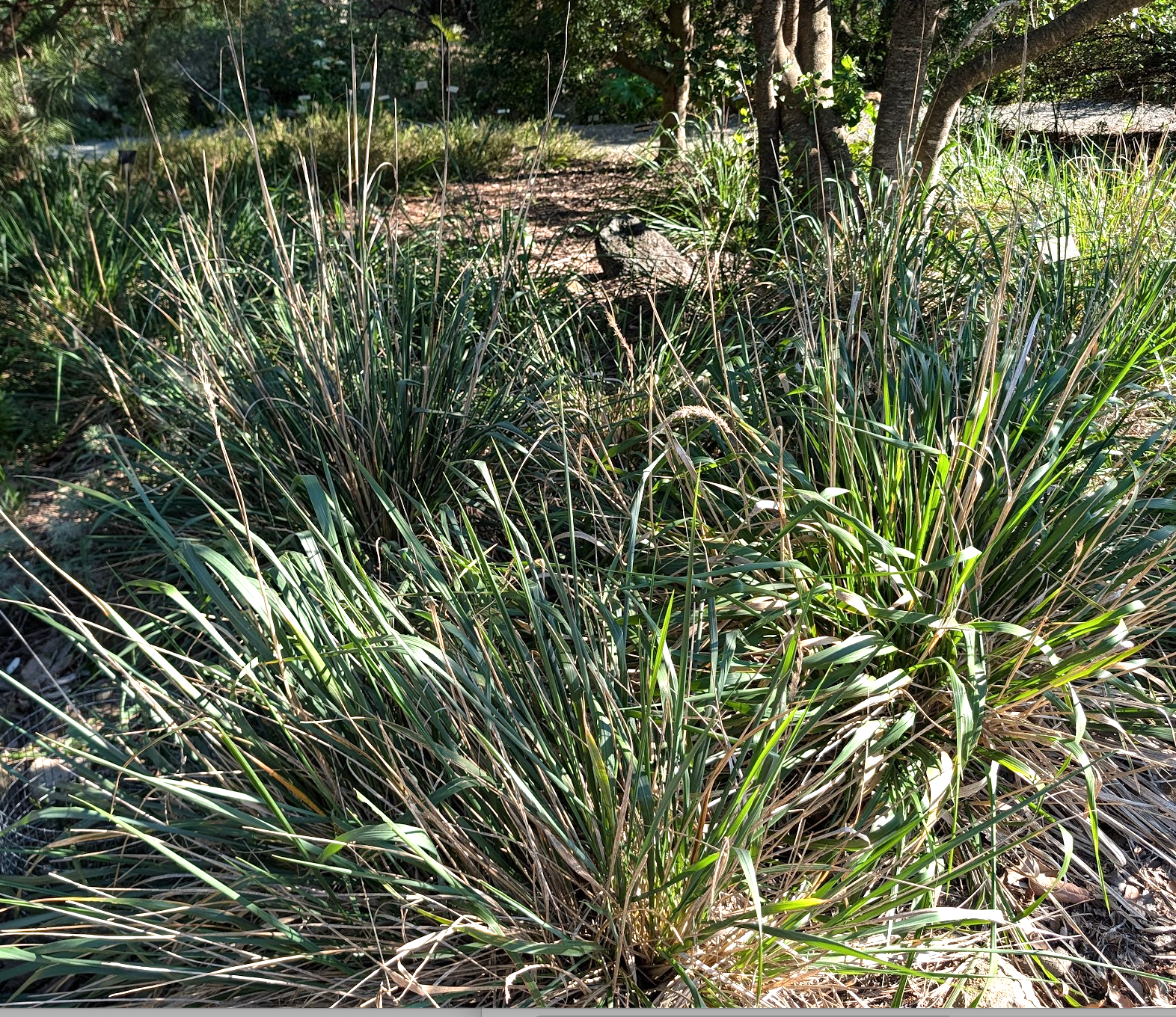 Calamagrostis nutkaensis 'The King'