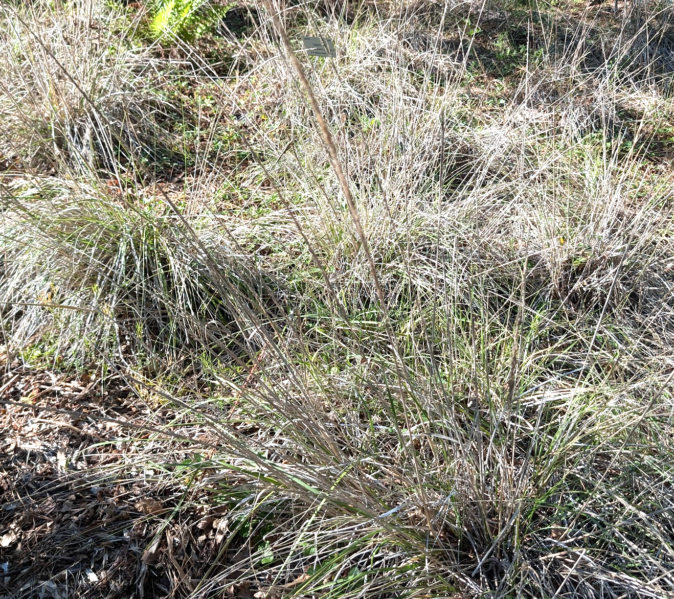 Muhlenbergia rigens