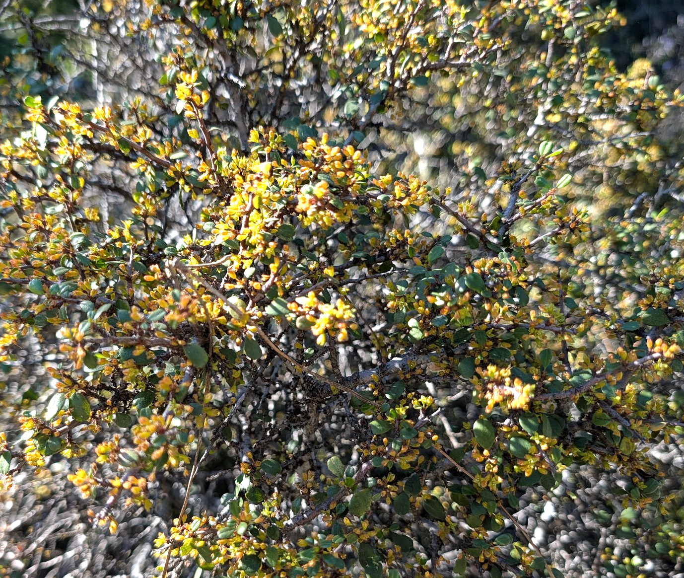 Rhamnus crocea